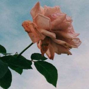 Meet your Posher, Angelic